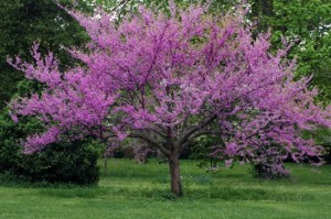 Oklahoma-State-Tree-Redbud